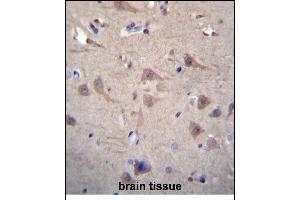 CCT8 Antibody (C-term) (ABIN656431 and ABIN2845721) immunohistochemistry analysis in formalin fixed and paraffin embedded human brain tissue followed by peroxidase conjugation of the secondary antibody and DAB staining. (CCT8 anticorps  (C-Term))