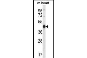 Mouse Pdk2 Antibody (N-term) (ABIN657996 and ABIN2846942) western blot analysis in mouse heart tissue lysates (35 μg/lane).