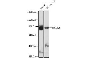Western blot analysis of extracts of various cell lines, using TRIM26 antibody (ABIN7270985) at 1:1000 dilution.
