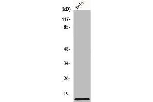 Western Blot analysis of 293 cells using COX17 Polyclonal Antibody (COX17 anticorps  (N-Term))