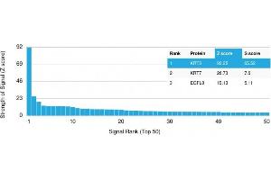 Analysis of Protein Array containing more than 19,000 full-length human proteins using Cytokeratin 3 Mouse Monoclonal Antibody (KRT3/2130).
