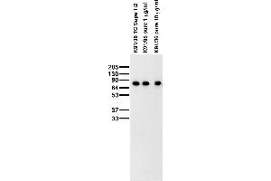 Adult rat brain membrane immunoblot. (WASF1 anticorps  (AA 477-498))