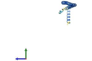AlphaFold protein structure predicition of Human Recombinant BORCS8 Protein, UniprotID Q96FH0