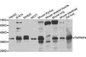Western blot analysis of extracts of various cell lines, using TNFRSF4 antibody.