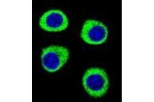 Confocal immunofluorescent analysis of CPSF3L  Antibody  with U-251MG cell followed by Alexa Fluor 488-conjugated goat anti-rabbit lgG (green). (CPSF3L anticorps  (N-Term))