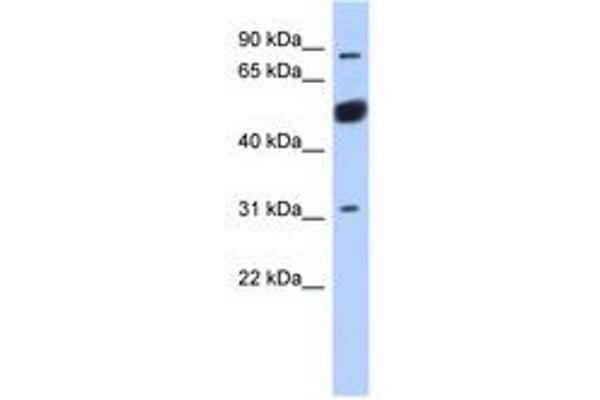 BEND2 anticorps  (AA 611-660)
