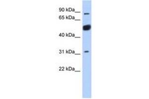 Image no. 1 for anti-BEN Domain Containing 2 (BEND2) (AA 611-660) antibody (ABIN6743252) (BEND2 anticorps  (AA 611-660))