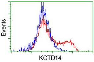 anti-Potassium Channel Tetramerisation Domain Containing 14 (KCTD14) antibody