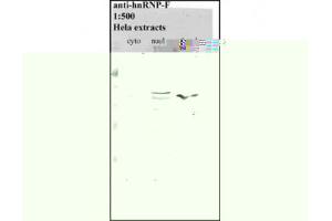 Image no. 1 for anti-Heterogeneous Nuclear Ribonucleoprotein F (HNRNPF) antibody (ABIN341040) (HNRNPF anticorps)