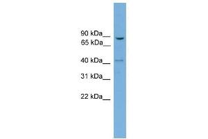 DNM1L antibody used at 0. (Dynamin 1-Like anticorps  (N-Term))