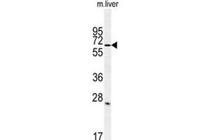 Western Blotting (WB) image for anti-Leucine Rich Repeat and Ig Domain Containing 1 (LINGO1) antibody (ABIN3002235) (LINGO1 anticorps)