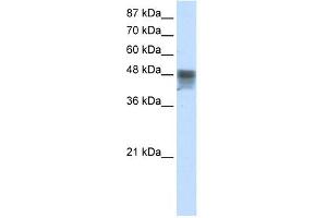 RBMS3 antibody used at 2. (RBMS3 anticorps  (C-Term))
