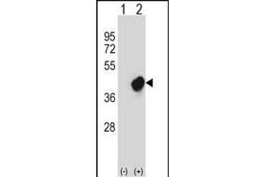 Western blot analysis of CRKL (arrow) using rabbit polyclonal CRKL Antibody (N-term) (ABIN657468 and ABIN2846496).