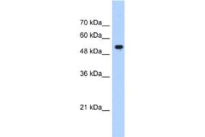 WB Suggested Anti-IFIT3 Antibody Titration:  0. (IFIT3 anticorps  (N-Term))