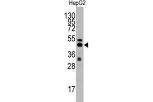Western Blotting (WB) image for anti-Adenosylhomocysteinase (AHCY) antibody (ABIN3001595)