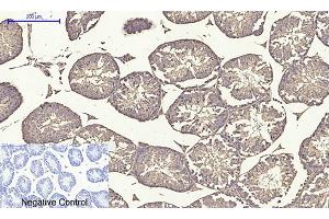 Immunohistochemical analysis of paraffin-embedded mouse testis tissue. (alpha Tubulin anticorps  (AA 380-460))