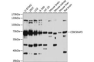 Western blot analysis of extracts of various cell lines, using CDK5R antibody  at 1:3000 dilution. (CDK5RAP3 anticorps  (AA 1-300))