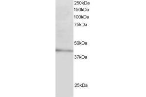 Image no. 1 for anti-Low Density Lipoprotein Receptor Adaptor Protein 1 (LDLRAP1) (N-Term) antibody (ABIN374338) (LDLRAP1 anticorps  (N-Term))