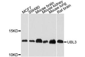 Western blot analysis of extracts of various cell lines, using UBL3 antibody. (UBL3 anticorps  (AA 1-117))