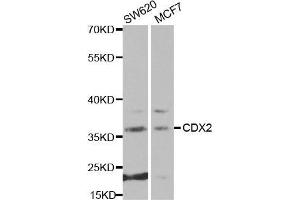 Western blot analysis of extracts of various cell lines, using CDX2 antibody.