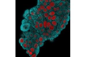 Immunofluorescence Analysis of MeOH-fixed MCF-7 cells labeling CK19 using Cytokeratin 19 Mouse Monoclonal Antibody (KRT19/800) followed by Goat anti-Mouse IgG-CF488 (Cyan). (Cytokeratin 19 anticorps)