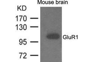 Western blot analysis of extracts from mouse brain and using GluR1. (Glutamate Receptor 1 anticorps  (AA 831-835))