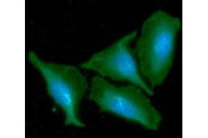 ICC/IF analysis of CKMT1A in HeLa cells line, stained with DAPI (Blue) for nucleus staining and monoclonal anti-human CKMT1A antibody (1:100) with goat anti-mouse IgG-Alexa fluor 488 conjugate (Green). (CKMT1A anticorps)