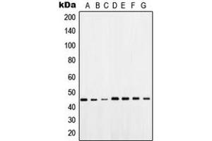 Western blot analysis of OCT4 expression in HeLa (A), A549 (B), WI38 (C), NIH3T3 (D), HEK293T (E), mouse brain (F), rat brain (G) whole cell lysates. (OCT4 anticorps  (Center))
