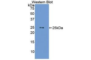 Western blot analysis of the recombinant protein. (Growth Hormone 1 anticorps  (AA 28-216))