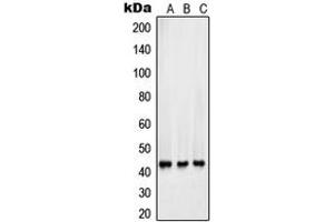 Western blot analysis of Surfactant Protein B expression in HepG2 (A), Y79 (B), A549 (C) whole cell lysates. (SFTPB anticorps  (Center))