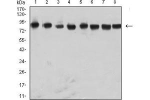 Western blot analysis using NAGR1 mouse mAb against Raji (1), Hela (2), NIH/3T3 (3), A431 (4), A549 (5), HepG2 (6), PC-12 (7), and U251 (8) cell lysate.