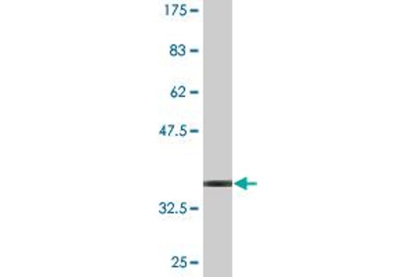TSPAN1 anticorps  (AA 110-211)