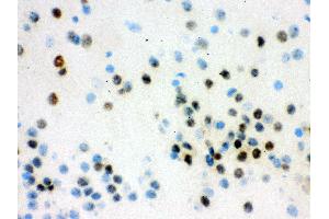 Anti- VCP Picoband antibody, IHC(F) IHC(F): Mouse Brain Tissue