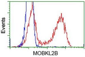 Flow Cytometry (FACS) image for anti-MOB Kinase Activator 3B (MOB3B) antibody (ABIN1499537) (MOBKL2B anticorps)