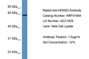 WB Suggested Anti-HOXD3 Antibody Titration:  0. (HOXD3 anticorps  (Middle Region))