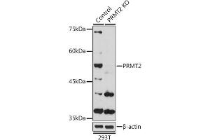 Western blot analysis of extracts from normal (control) and PRMT2 Rabbit pAb knockout (KO) 293T cells, using PRMT2 Rabbit pAb antibody (ABIN6127447, ABIN6146227, ABIN6146228 and ABIN6221530) at 1:1000 dilution. (PRMT2 anticorps  (AA 1-300))