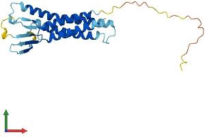 AlphaFold protein structure predicition of Human Recombinant CLDN3 Protein, UniprotID O15551