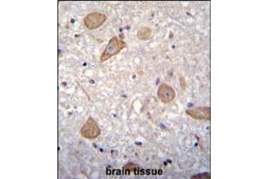 CNIH2 Antibody immunohistochemistry analysis in formalin fixed and paraffin embedded human brain tissue followed by peroxidase conjugation of the secondary antibody and DAB staining. (CNIH2 anticorps  (N-Term))