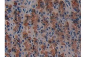 Detection of REG3g in Rat Stomach Tissue using Polyclonal Antibody to Regenerating Islet Derived Protein 3 Gamma (REG3g) (REG3g anticorps  (AA 33-147))