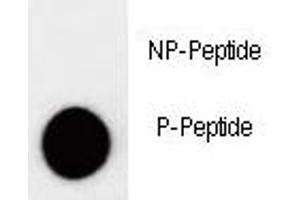 Dot blot analysis of phospho-p27Kip1 antibody.
