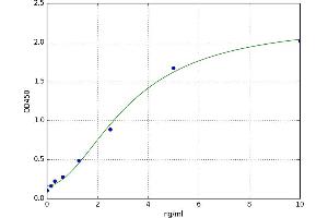 Matrix Metallopeptidase 24 (Membrane-inserted) (MMP24) ELISA Kit