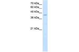 WB Suggested Anti-FADS1 Antibody Titration:  2. (FADS1 anticorps  (C-Term))