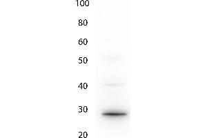 Western Blot of Anti-GFP (CHICKEN) antibody. (GFP anticorps  (AA 1-246))