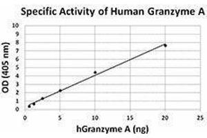 Flow Cytometry (FACS) image for Granzyme A (Granzyme 1, Cytotoxic T-Lymphocyte-Associated serine Esterase 3) (GZMA) (AA 26-262) (Active) protein (ABIN2666490)