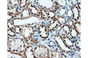 Immunohistochemical staining of paraffin-embedded Kidney tissue using anti-ANXA10mouse monoclonal antibody. (Annexin a10 anticorps)