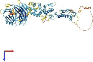 AlphaFold protein structure predicition of Mouse Recombinant Hps6 Protein, UniprotID Q8BLY7