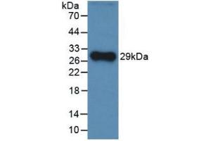 Western Blot; Sample: Recombinant CFH, Rat. (Complement Factor H anticorps  (AA 975-1217))