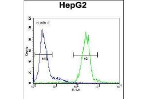 Flow cytometric analysis of HepG2 cells (right histogram) compared to a negative control cell (left histogram). (Cathepsin H anticorps  (N-Term))