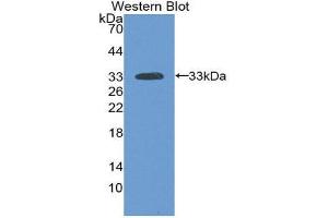 Western Blotting (WB) image for anti-Laminin, alpha 3 (LAMA3) (AA 47-296) antibody (ABIN1859597) (LAMA3 anticorps  (AA 47-296))