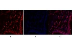 Immunofluorescence analysis of human lung tissue. (c-MYC anticorps  (AA 360-440))